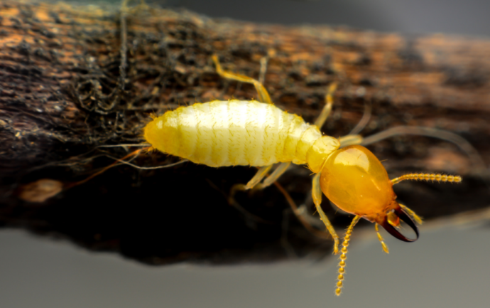 Termite protection Gold Coast